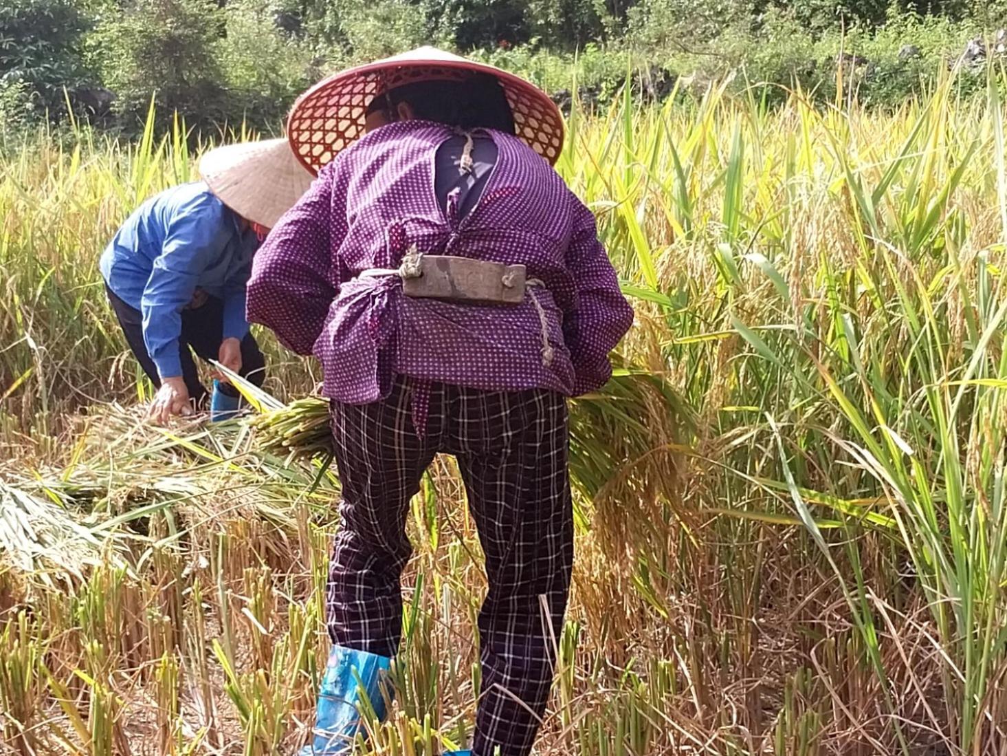 Trieu Hoan Homestay 高平 外观 照片